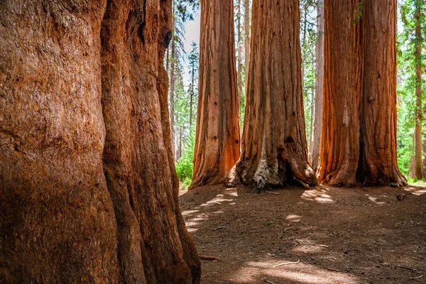 Une Forêt Pittoresque Avec Énormes Séquoias Aux États Unis Paysage — Photo