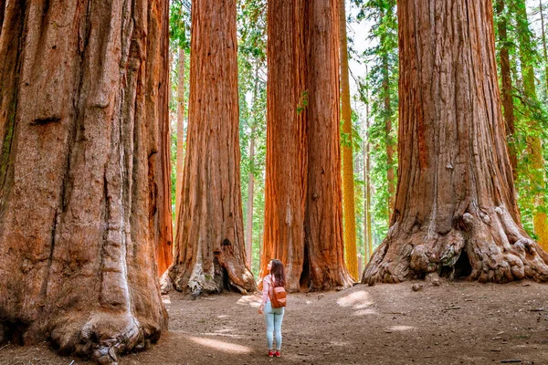 Uma Jovem Encantadora Com Uma Mochila Caminha Entre Árvores Gigantes — Fotografia de Stock