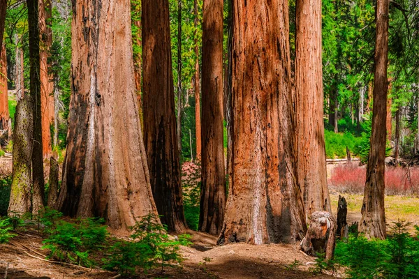 Pintoresco Bosque Con Enormes Secuoyas Los Estados Unidos Paisaje Escénico — Foto de Stock