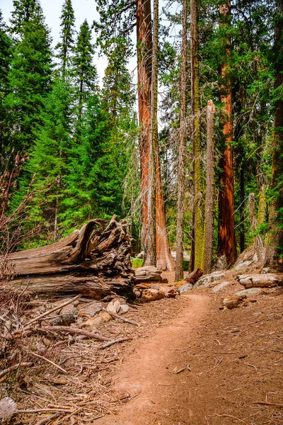 Malebný Les Obrovskými Sekvojovými Lesy Usa Scénická Krajina Národním Parku — Stock fotografie