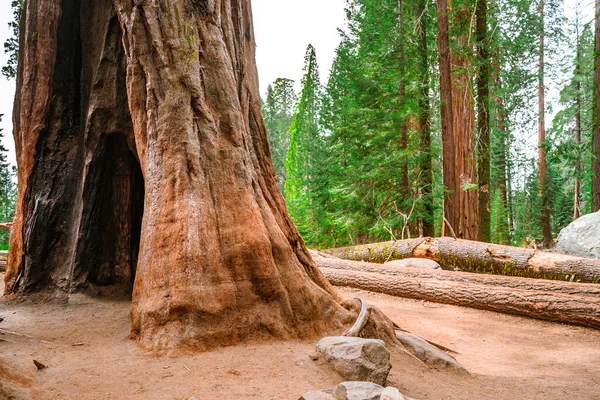 Ein Malerischer Wald Mit Riesigen Mammutbäumen Den Usa Landschaftliche Landschaft — Stockfoto