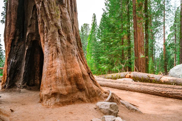 Malebný Les Obrovskými Sekvojovými Lesy Usa Scénická Krajina Národním Parku — Stock fotografie