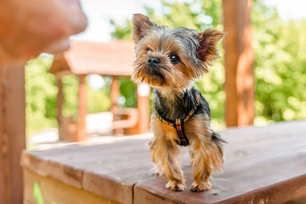 Cão Yorkshire Terrier Parque — Fotografia de Stock