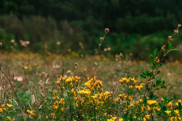 野生の花と美しい夏の背景 — ストック写真