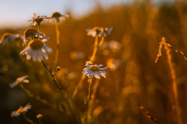 Groene Achtergrond Met Madeliefjes Zomerthema — Stockfoto