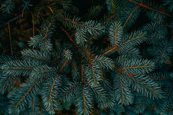 Spruce Branches Background Christmas Pine Tree Wallpaper Copy Space — Photo