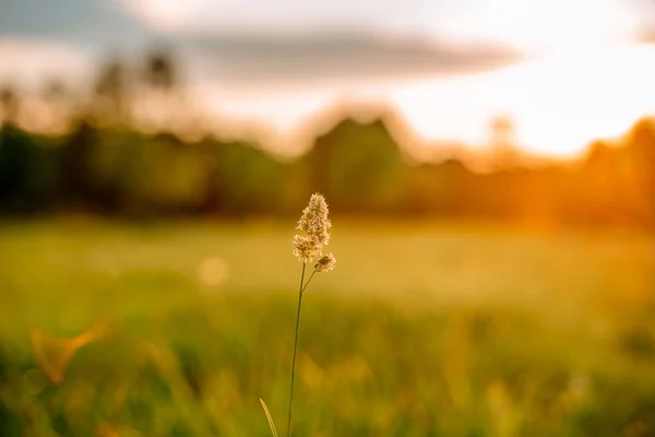 Prachtig Landschap Bij Zonsondergang Een Veld Van Gras Een Prachtig — Stockfoto