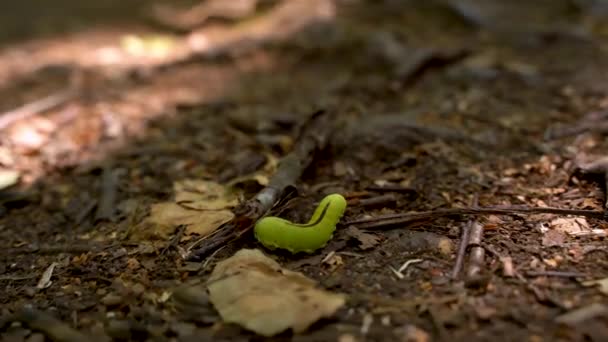 Nagranie Gruba Zielona Gąsienica Próbuje Ukryć Się Pod Liściem — Wideo stockowe