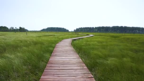 4Kビデオ 湿地を通って木製の道 強い風が草をむしばむ エコトレイル 低い視点からの景色を望む長い木製の歩道 沼を抜ける村の道 — ストック動画
