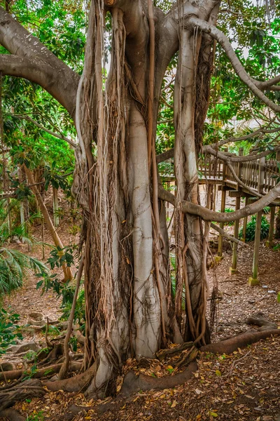 バルボアパーク サンディエゴの巨大な根を持つイチジクの木と熱帯の風景 — ストック写真