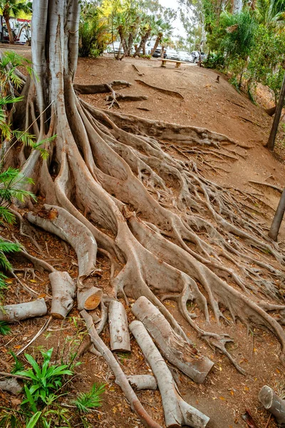 Tropische Landschaft Mit Feigenbäumen Mit Riesigen Wurzeln Balboa Park San — Stockfoto