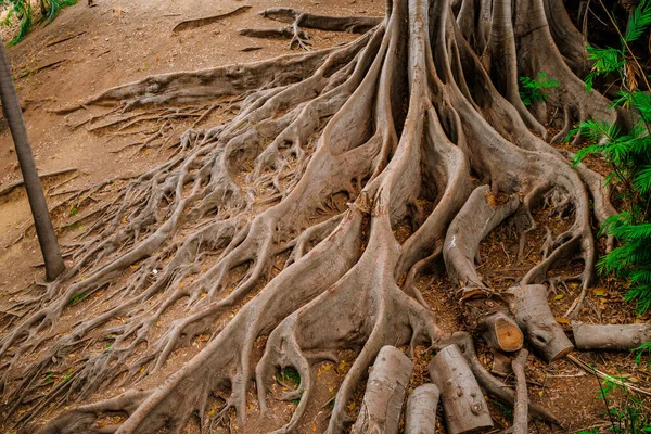 Tropikalny Krajobraz Drzewami Figowymi Ogromnych Korzeniach Balboa Park San Diego — Zdjęcie stockowe