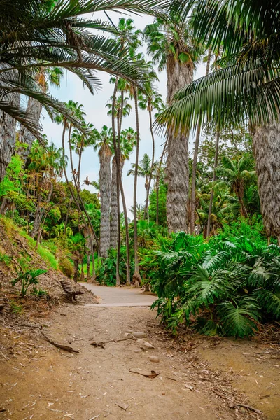 Paisagem Tropical Com Figueiras Com Raízes Enormes Parque Balboa San — Fotografia de Stock