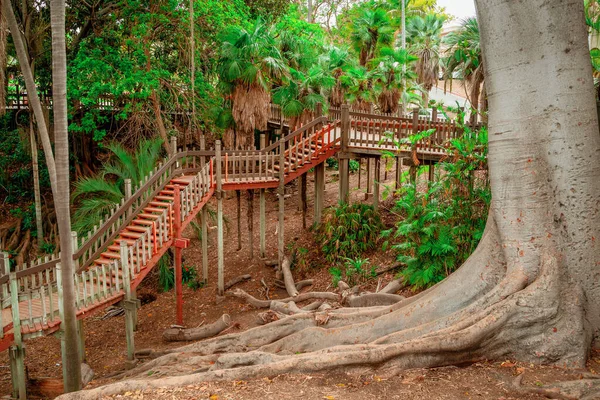 Τροπικό Τοπίο Συκιές Τεράστιες Ρίζες Στο Πάρκο Balboa Σαν Ντιέγκο — Φωτογραφία Αρχείου