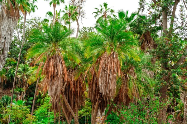 Tropikalny Krajobraz Drzewami Figowymi Ogromnych Korzeniach Balboa Park San Diego — Zdjęcie stockowe