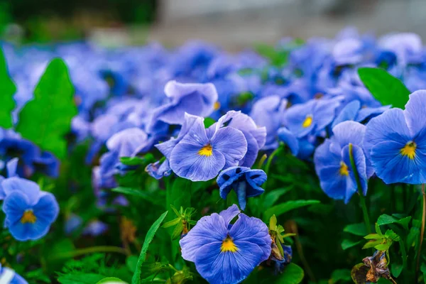 Top View Blue Flowers Natural Background — Stockfoto