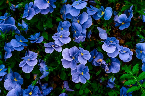 Top View Blue Flowers Natural Background — Stockfoto