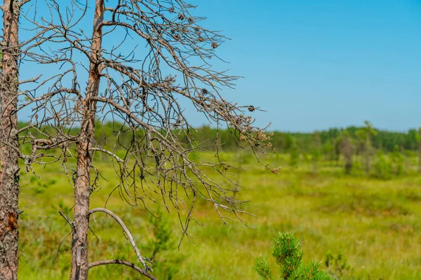 Bosque Prado Con Hierba Alta Pintoresco Paisaje Verano —  Fotos de Stock