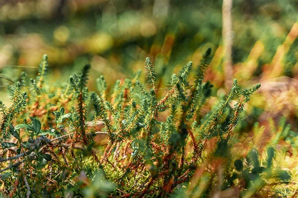 沼の中の天然の背景 苔と小さな草 — ストック写真