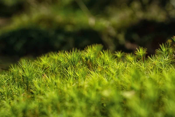 沼の中の天然の背景 苔と小さな草 — ストック写真