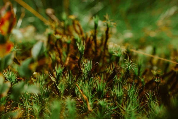 Natural Background Moss Small Grass Swamp — Stock Photo, Image