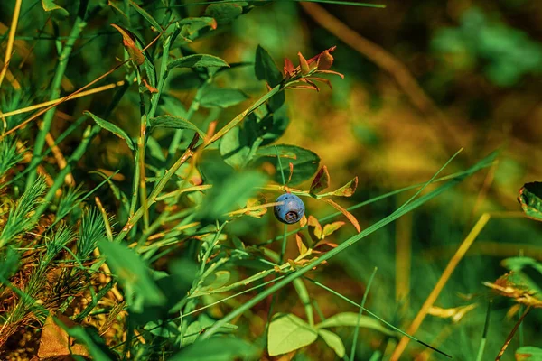 野生の森の茂みの上のブルーベリー — ストック写真