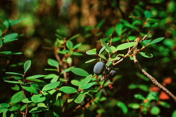 Blueberries Bush Wild Forest — Stock Photo, Image