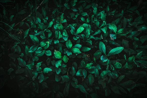 緑の葉を持つ暗い自然背景 — ストック写真