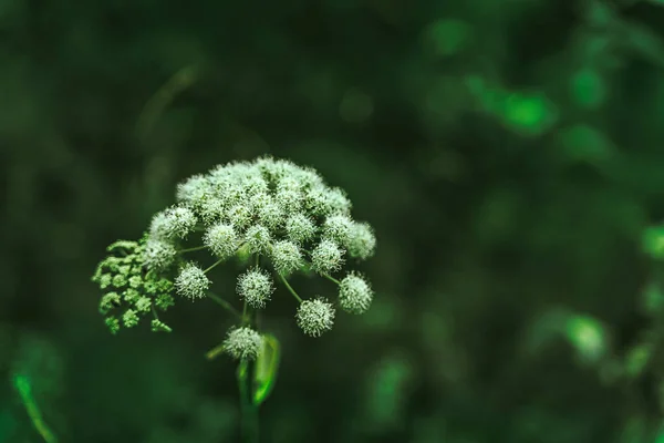 Přírodní Pozadí Zelenými Listy Květy Lese — Stock fotografie