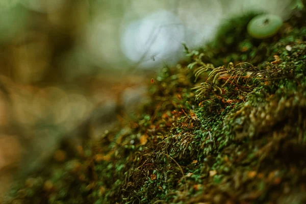 Natural Background Moss Small Grass Swamp — Stock Photo, Image