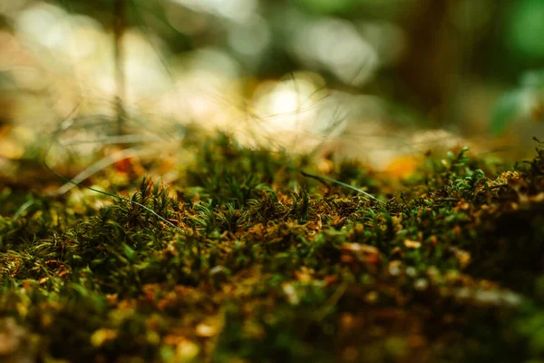 Natural Background Moss Small Grass Swamp — Stock Photo, Image