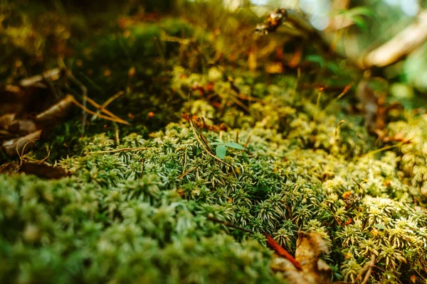 沼泽中的天然背景 苔藓和小草 — 图库照片