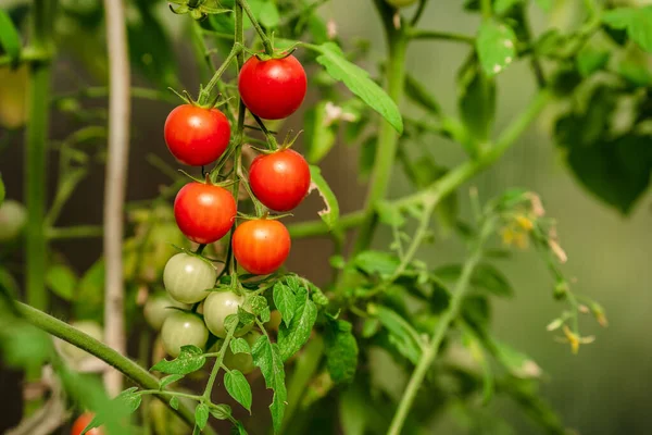 Tomato Branches Garden Mature Red Unripe Green Tomatoes Grow Garden — Stock Photo, Image