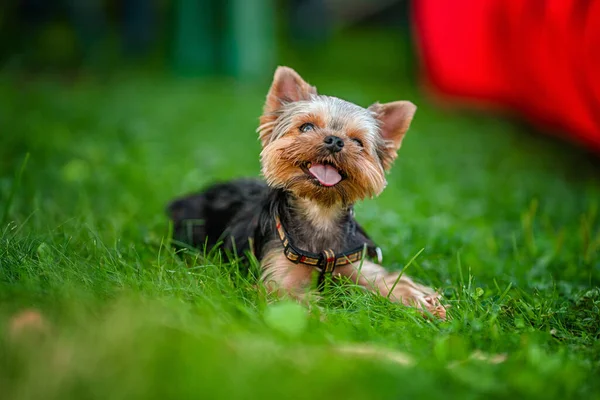 Petit Chien Yorkshire Terrier Sur Herbe Verte Marchant Extérieur — Photo