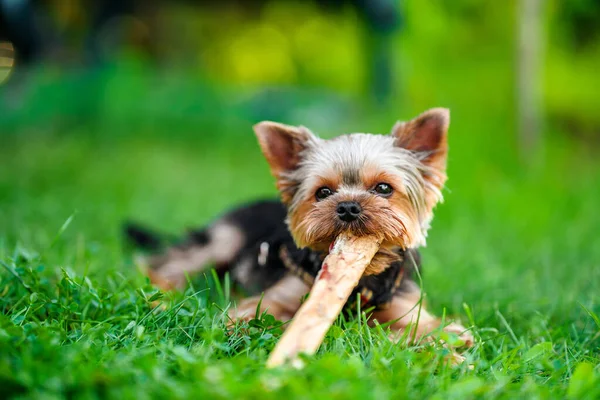 Cão Pequeno Yorkshire Terrier Grama Verde Andando Fora — Fotografia de Stock