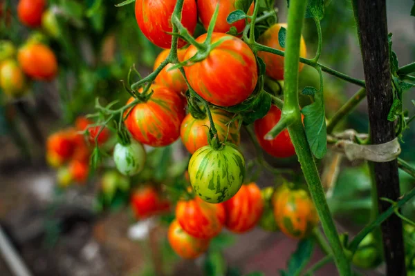 Tomato Branches Garden Mature Red Unripe Green Tomatoes Grow Garden — Stock Photo, Image