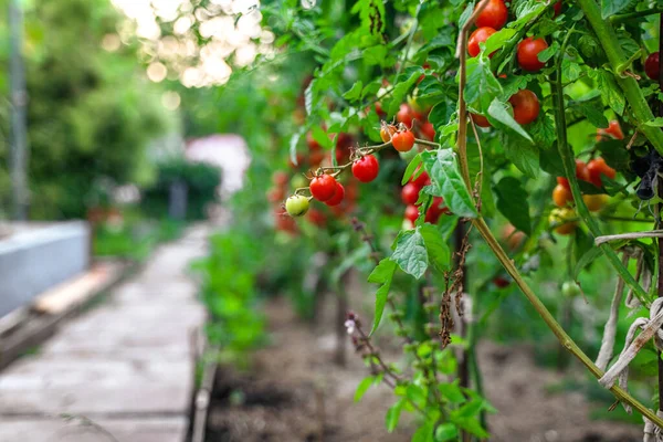 Tomato Branches Garden Mature Red Unripe Green Tomatoes Grow Garden — Stock Photo, Image