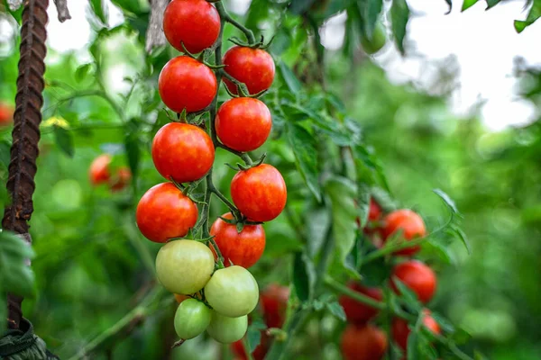 Tomato Branches Garden Mature Red Unripe Green Tomatoes Grow Garden — Stock Photo, Image