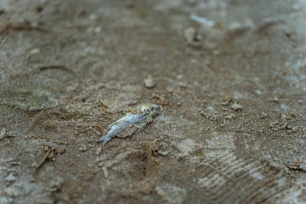 Dead Fish Washed Shore — Stock Photo, Image