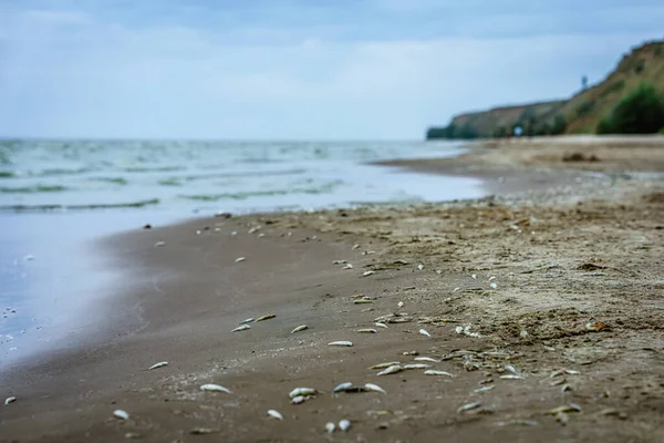 Мертвую Рыбу Выбросило Берег — стоковое фото