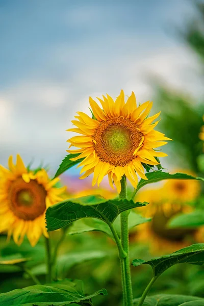 Beautiful Landscape Field Sunflowers Lowered Heads — Stock Photo, Image