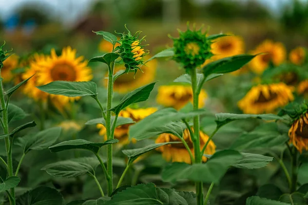 Beautiful Landscape Field Sunflowers Lowered Heads — Stock Photo, Image