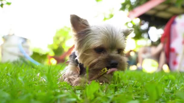 4Kビデオ ヨークシャー テリアの小さな犬が夏に草の上に横たわって棒をかむ — ストック動画