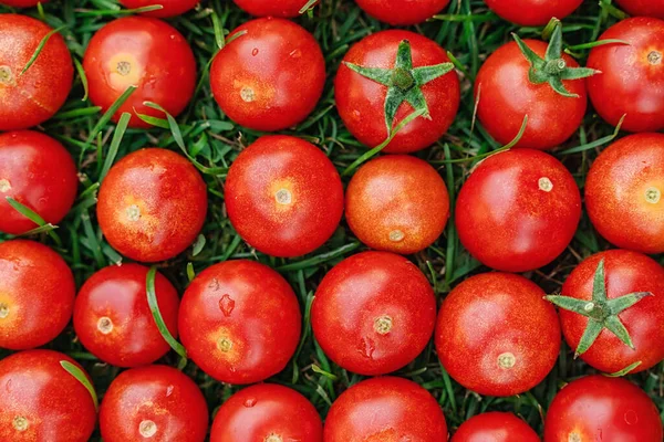 Cherry Tomatoes Laid Out Row Grass Bright Background Image Vegetables — Stock Photo, Image