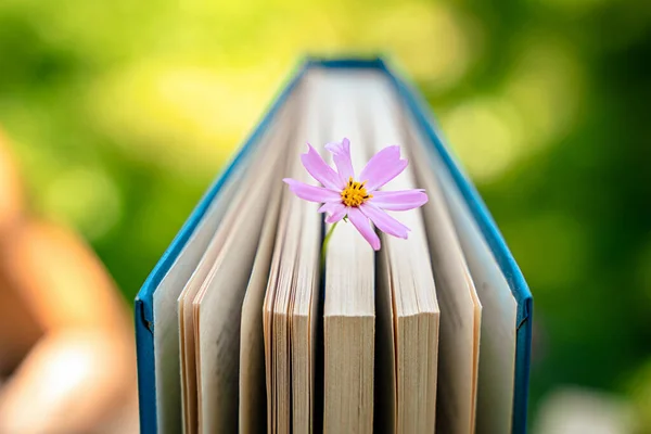 A book with a flower, a beautiful still life in a summer garden