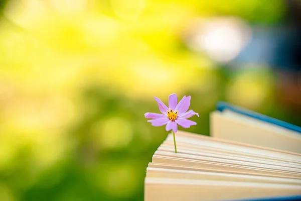 A book with a flower, a beautiful still life in a summer garden