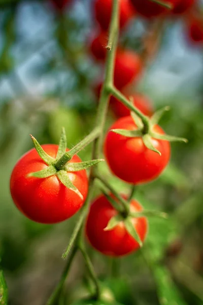 Cherry Tomatoes Branch Garden — Stock Photo, Image