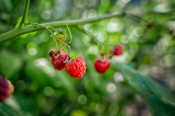 Raspberries Hanging Garden Beautiful Natural Background — Stock Photo, Image