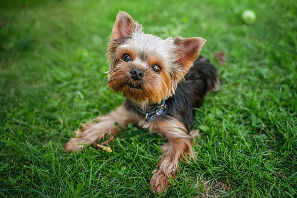 Cão Engraçado Yorkshire Terrier Jogando Grama — Fotografia de Stock