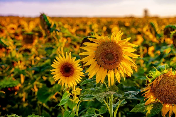 Field Sunflowers Sunset End Summer Season Harvest — Stock Photo, Image